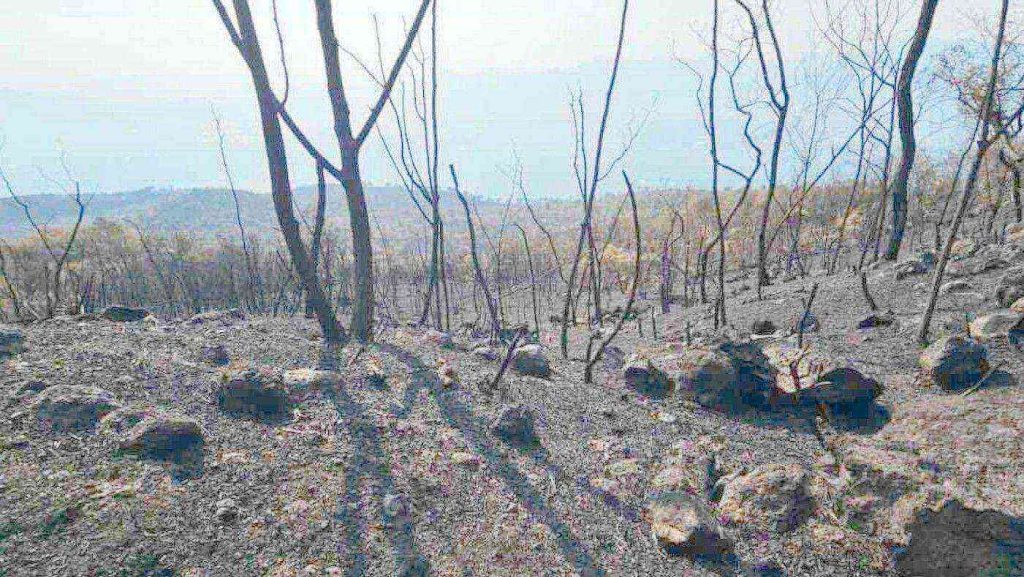 Vesuvio, roghi domati ma resta l’allerta: volontari ancora in campo