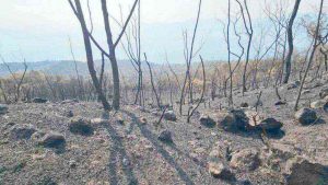 Incendi sul Vesuvio, incontro pubblico per rafforzare la rete delle sentinelle ambientali