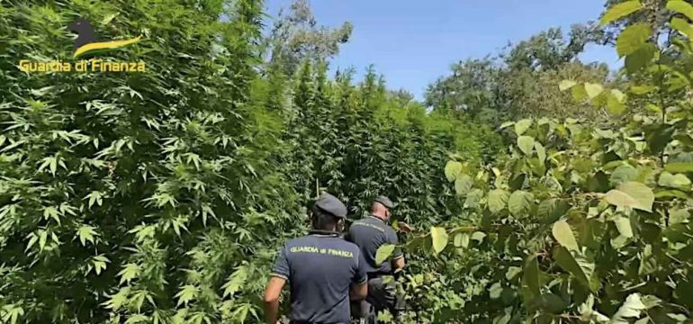Avellino, maxi-sequestro di cannabis: 120 chili in un casolare. Tre persone indagate