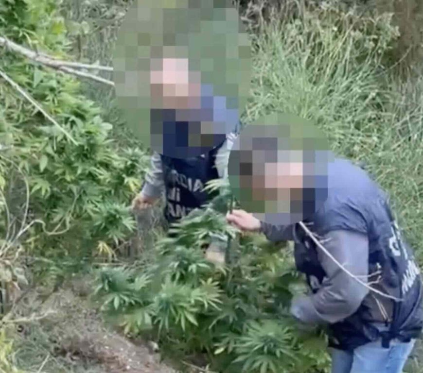 Avellino, scoperta piantagione di cannabis: 2 denunciati