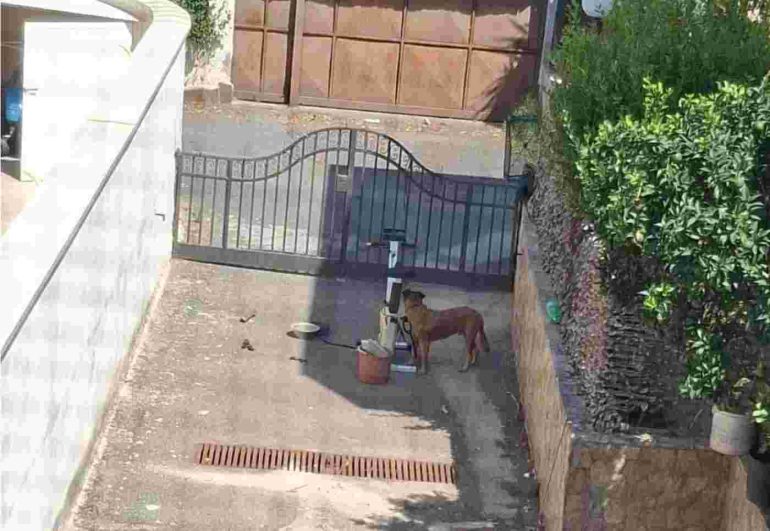 Cane morto legato a una cyclette a Giugliano, Borrelli porta il caso in Parlamento