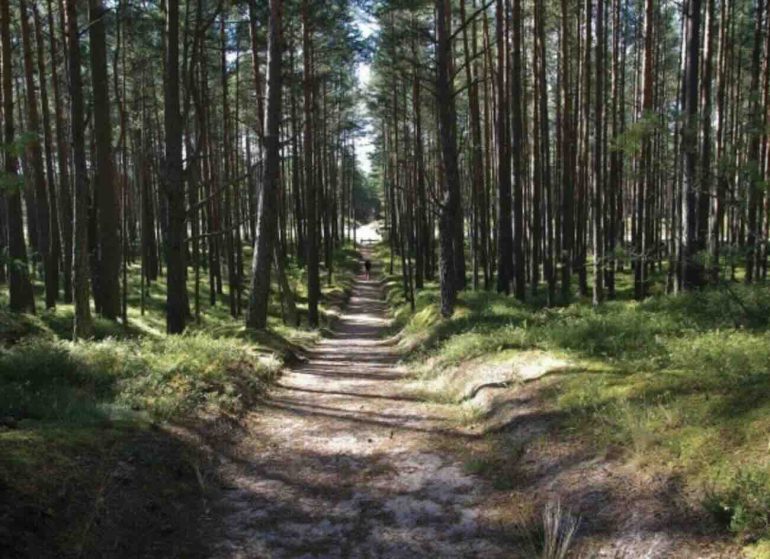 La pineta di Capaccio