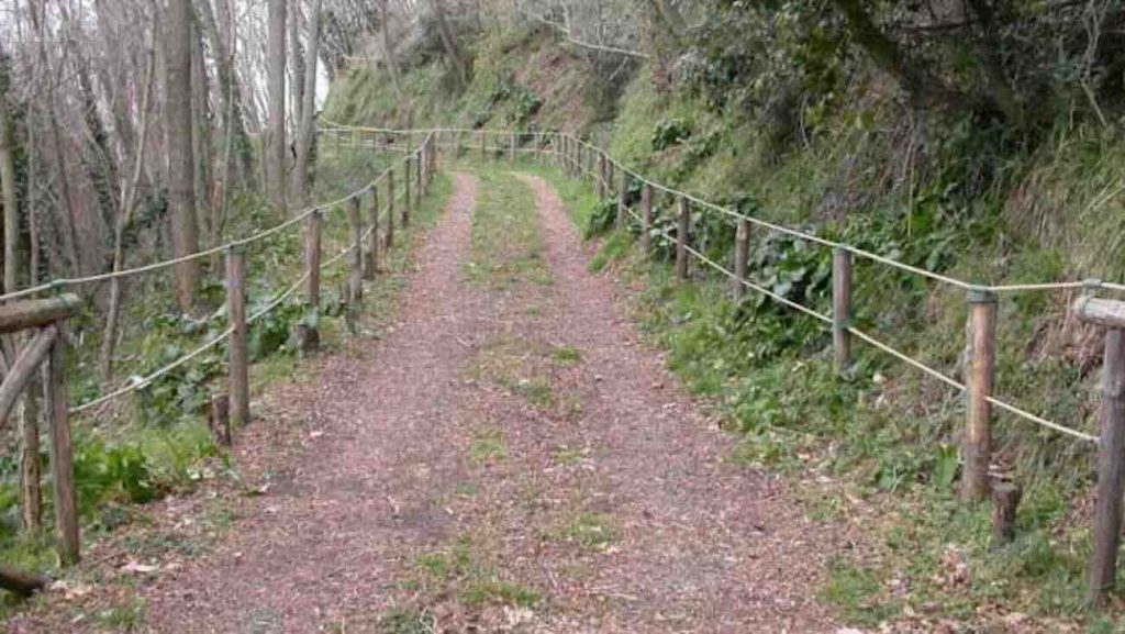 Ottaviano, 78enne muore mentre raccoglie funghi: aggredito da animali selvatici