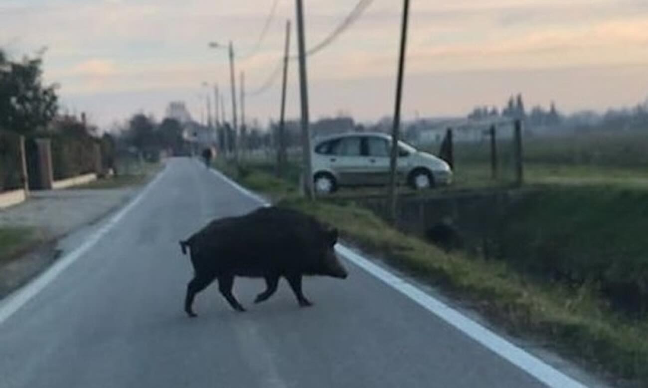 emergenza cinghiali