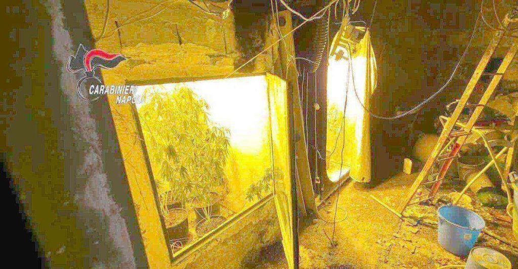 Somma Vesuviana, marijuana coltivata in casa: scoperta serra indoor