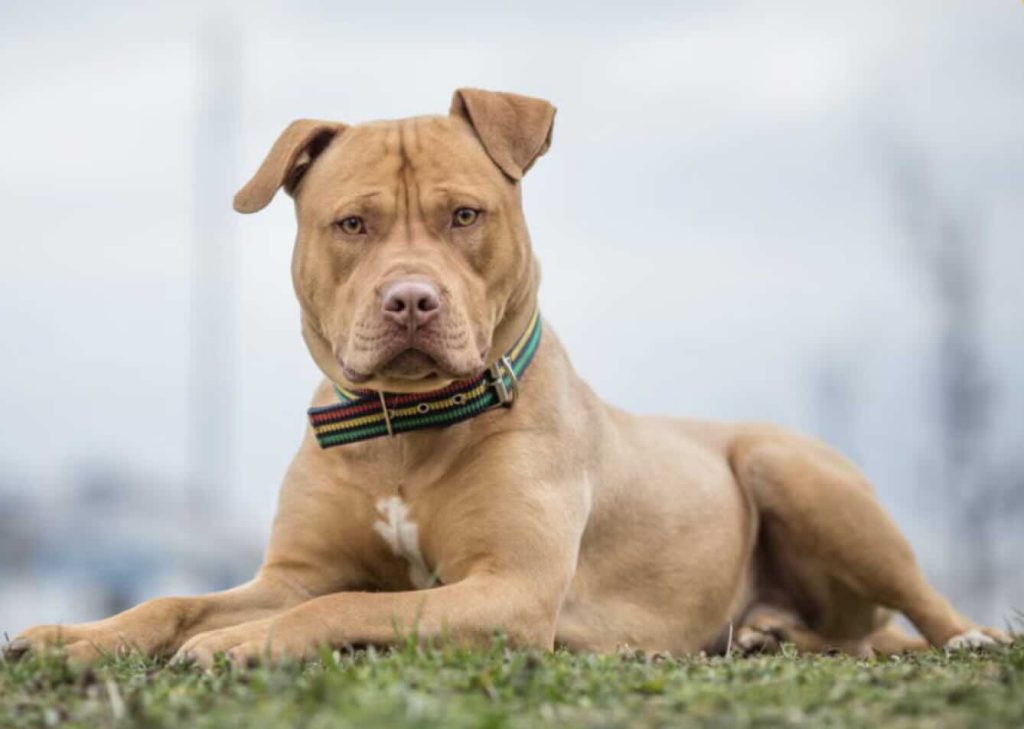 Scafati, pitbull aggredisce bimbo di un anno: ferito al volto, ricoverato al Santobono