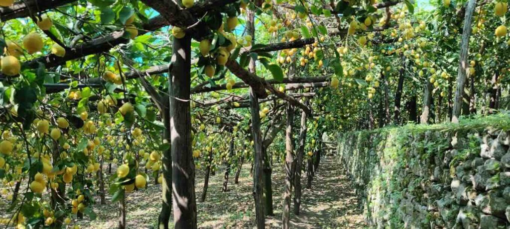 Amalfi, i limoni diventano patrimonio del mondo