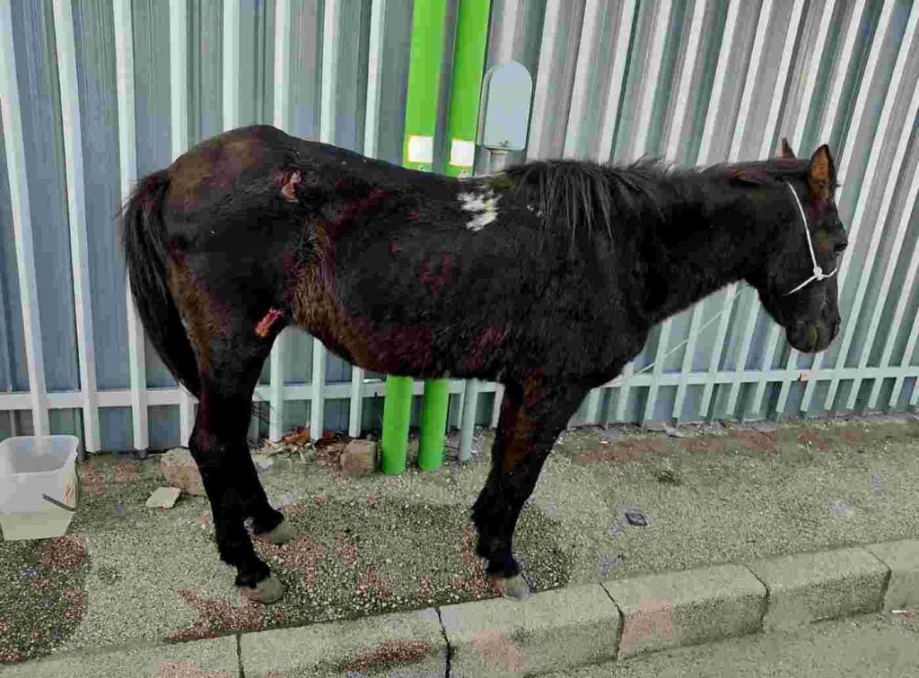 Arzano, cavallo trascinato sull’asfalto da auto: salvato dalla polizia locale, denunciato ex consigliere