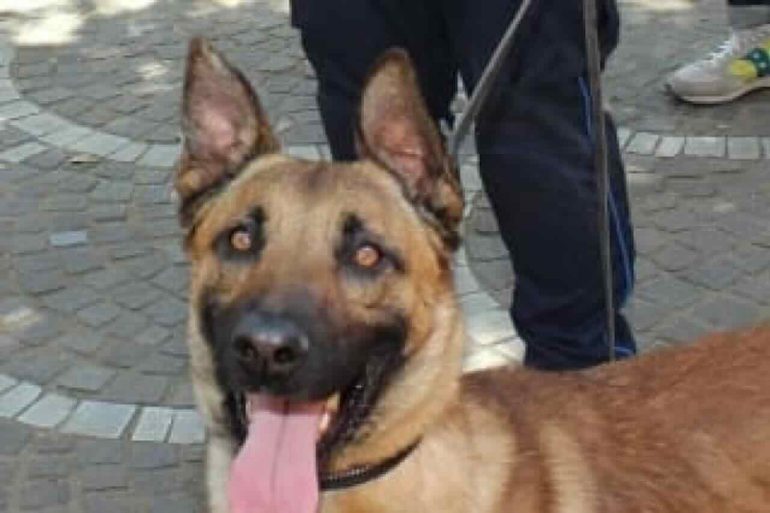 Salerno, il fiuto infallibile di Spike scova la droga in carcere