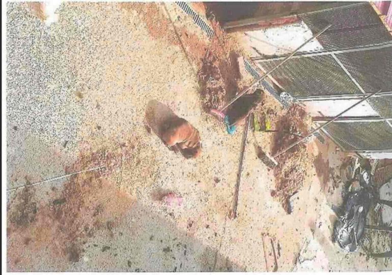 Castel Volturno, allevamento abusivo di cani tra degrado e sofferenza