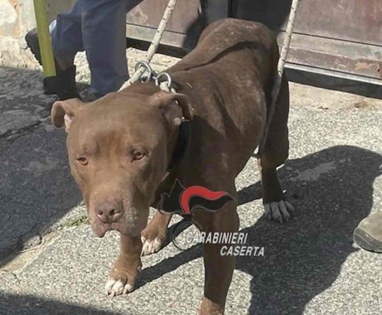 Castel Volturno, cane denutrito trovato in un box abusivo: denunciata la proprietaria
