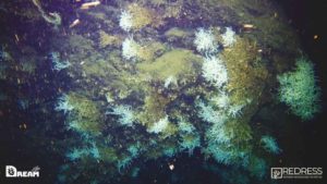 Golfo di Napoli, scoperta una gigantesca barriera corallina a 500 metri di profondità