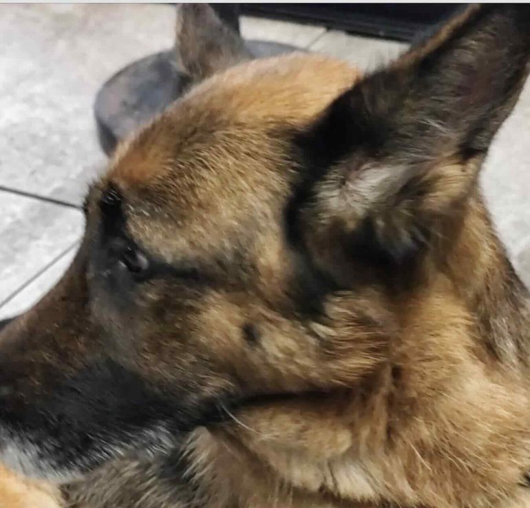 Orrore a San Sebastiano, trascina pastore tedesco per 6 km legato a bici elettrica. Cane in fin di vita