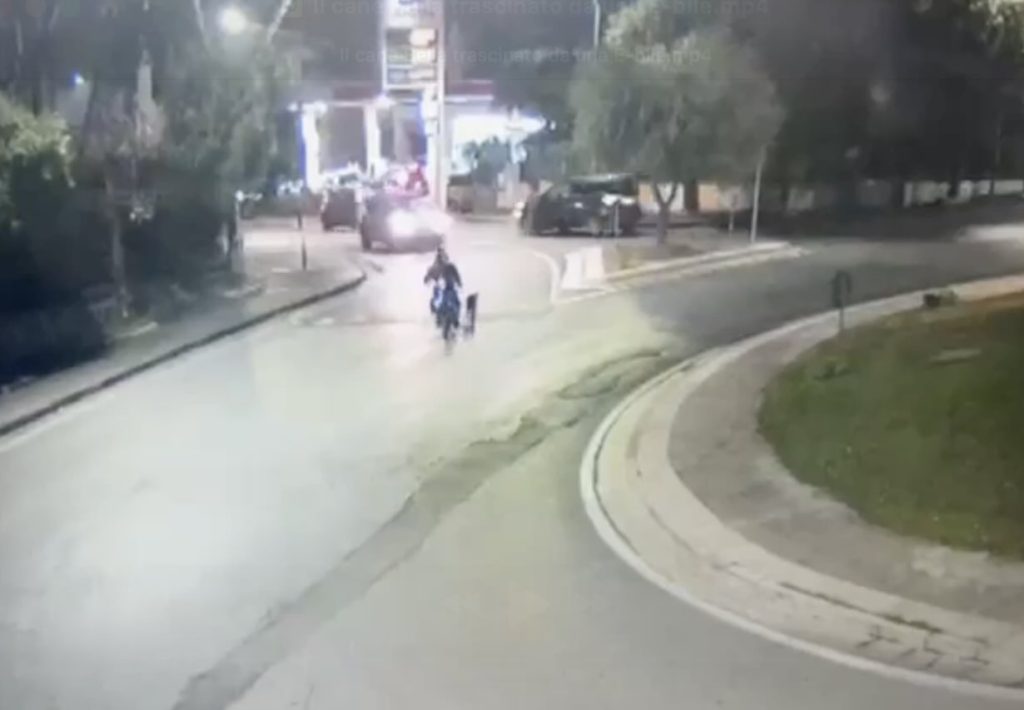 San Sebastiano, the bitter end of the mistreated dog: now the owner no longer wants him.