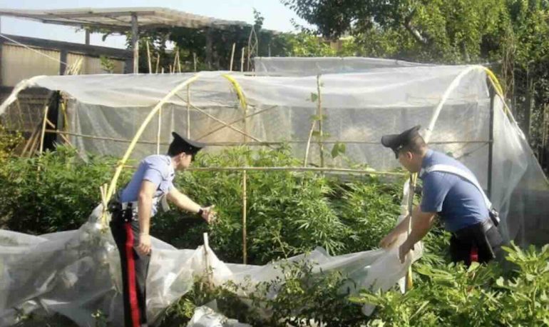 Sant’Anastasia, scoperta piantagione di marijuana in giardino: arrestato 35enne