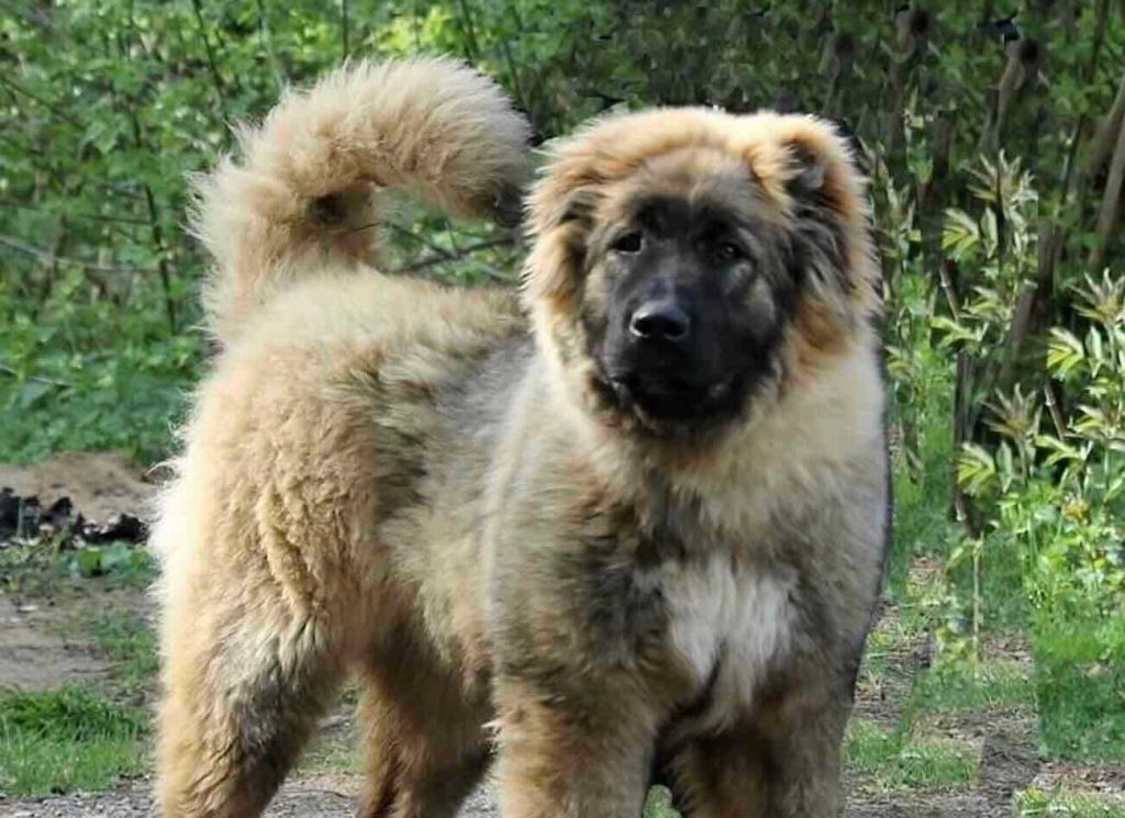 Taglia le orecchie al cane: denunciato 59enne di Monteforte Irpino per maltrattamenti