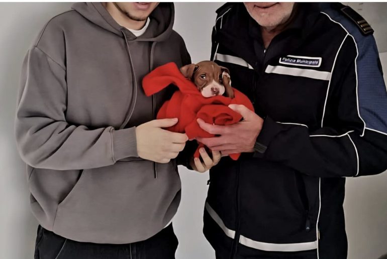 Arzano, smarrito per strada, ennesimo cucciolo a rischio investimento salvato dalla polizia locale