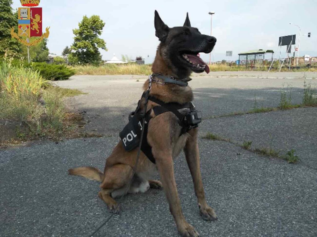 Anti-drug raid in Torre Annunziata: "Evan," the infallible nose, unmasks the 24-year-old drug dealer.