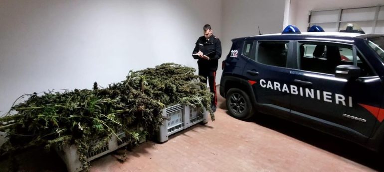 La marijuana sequestrata a Sant'Anastasia