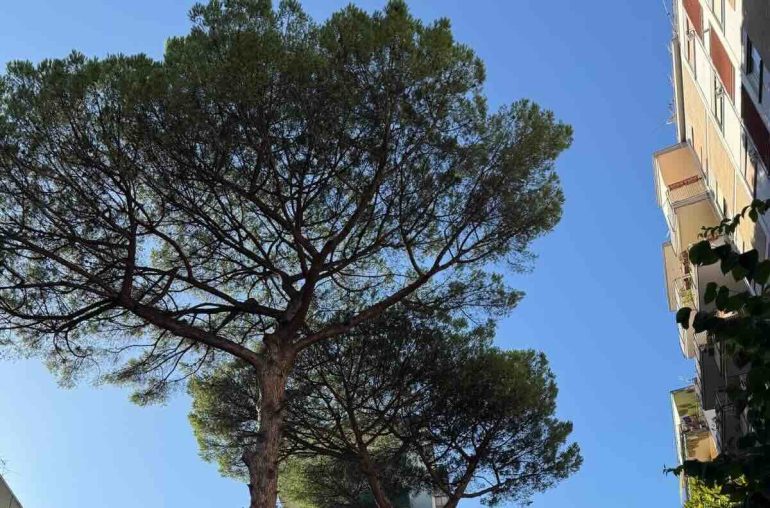 Arenella, mobilitazione per salvare i pini di via Netti: Legambiente e comitati chiedono stop all’abbattimento