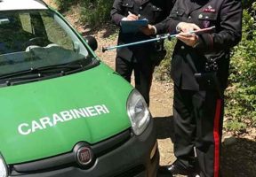 Acerra, scoperta pescheria abusiva in casa: sequestrati 110 chili di anguille protette