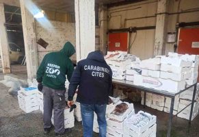 Maxi operazione nel centro di Napoli: sequestrate tre tonnellate di prodotti ittici irregolari