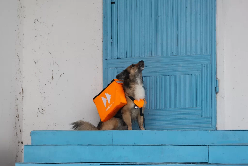 Cane Wifi in Russia: randagi diventano hotspot viventi per restare sempre online