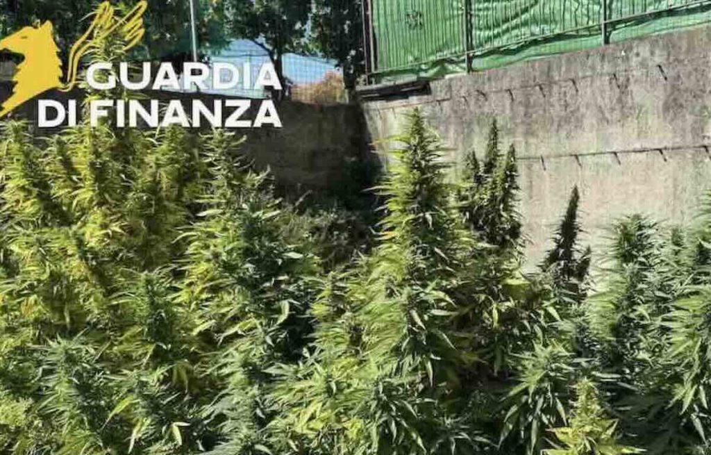 Cannabis “light” potenziata, 45 chili sequestrati nei negozi: condannato imprenditore dell’Agro