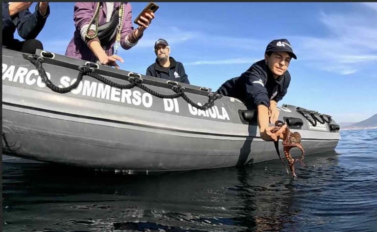 Napoli, polpi sotto taglia salvati dal mercato illegale