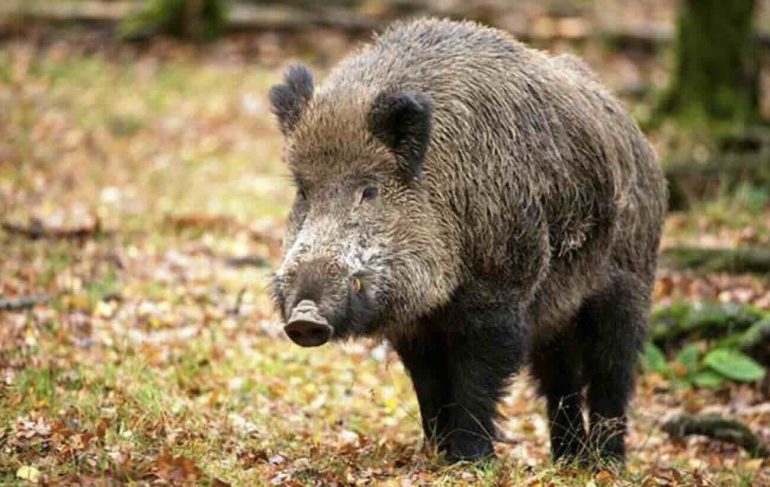 Allarme cinghiali a Sarno