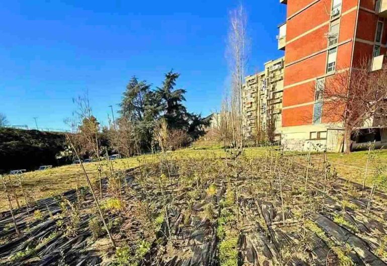 Scampia, il cemento lascia spazio al verde: nasce la “Microforesta di Comunità”