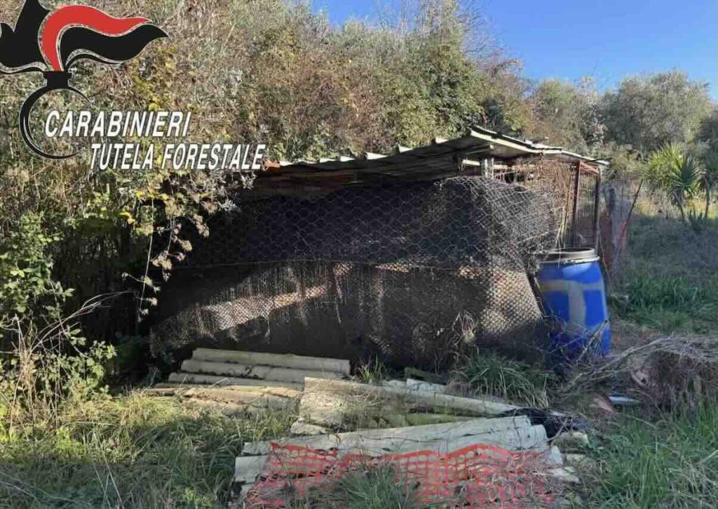 Caserta, maltrattamenti e uccisione di cani: denunciato