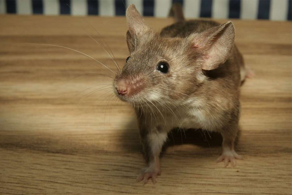 Allarme igienico a Lago Patria: topi giganti nella postazione 118, operatori costretti a lavorare nel degrado