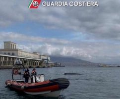 Balenottera avvistata nel porto di Napoli verso mare aperto: ripresi i collegamenti con le isole