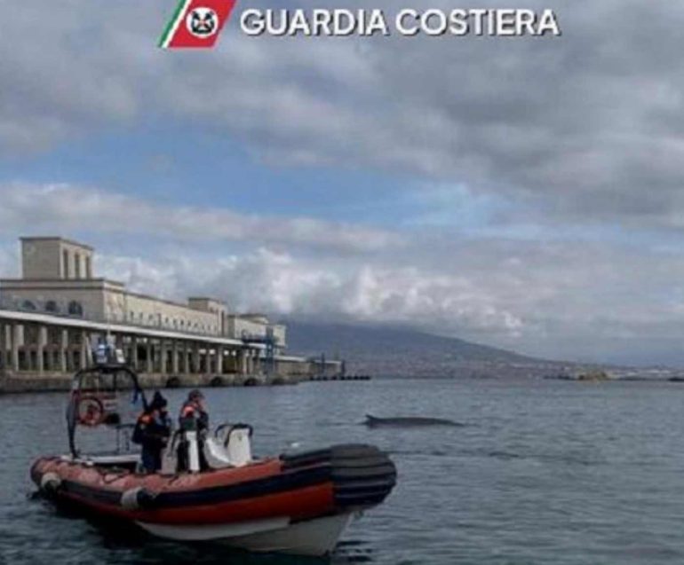Balenottera avvistata nel porto di Napoli verso mare aperto: ripresi i collegamenti con le isole