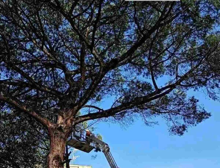 Napoli, abbattuto il pino secolare di via Netti
