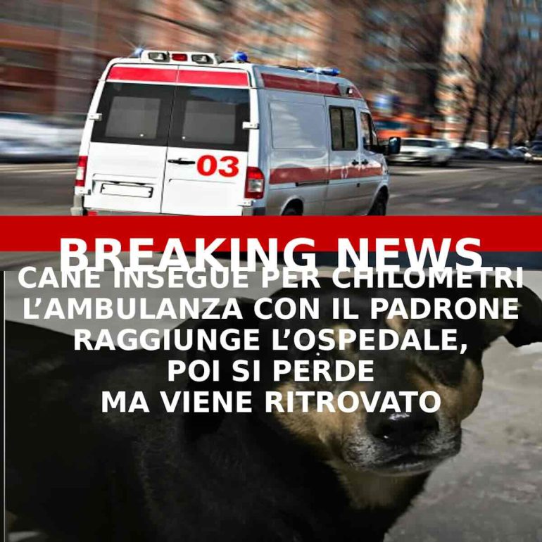 Cane segue per chilometri l'ambulanza col padrone a bordo
