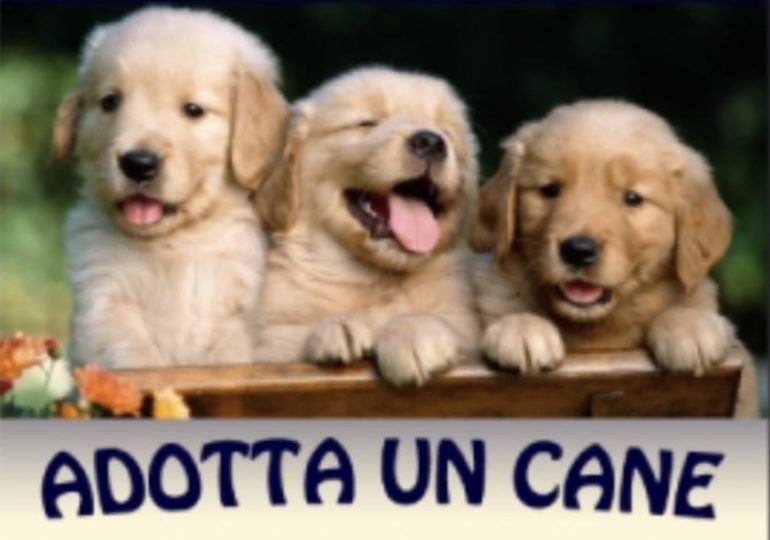 Casavatore, click per un nuovo amico: nasce la vetrina digitale per i cani del canile convenzionato