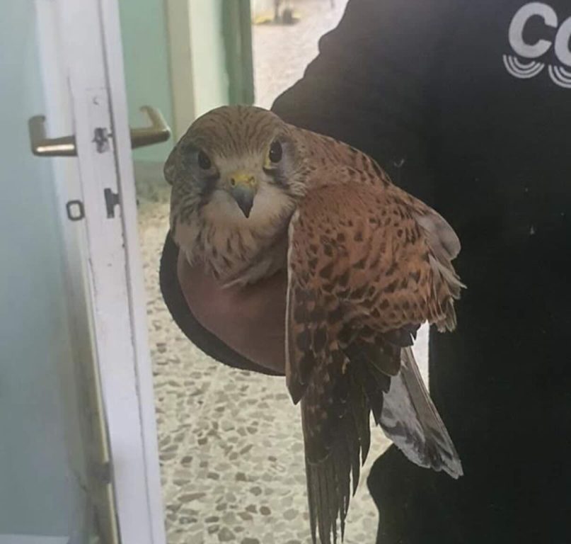 Gheppio in difficoltà salvato dai volontari ELSA