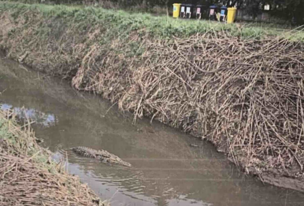 Giallo a Capaccio Paestum, avvistato un alligatore nel canale Laura Nuova: scattano le ricerche,