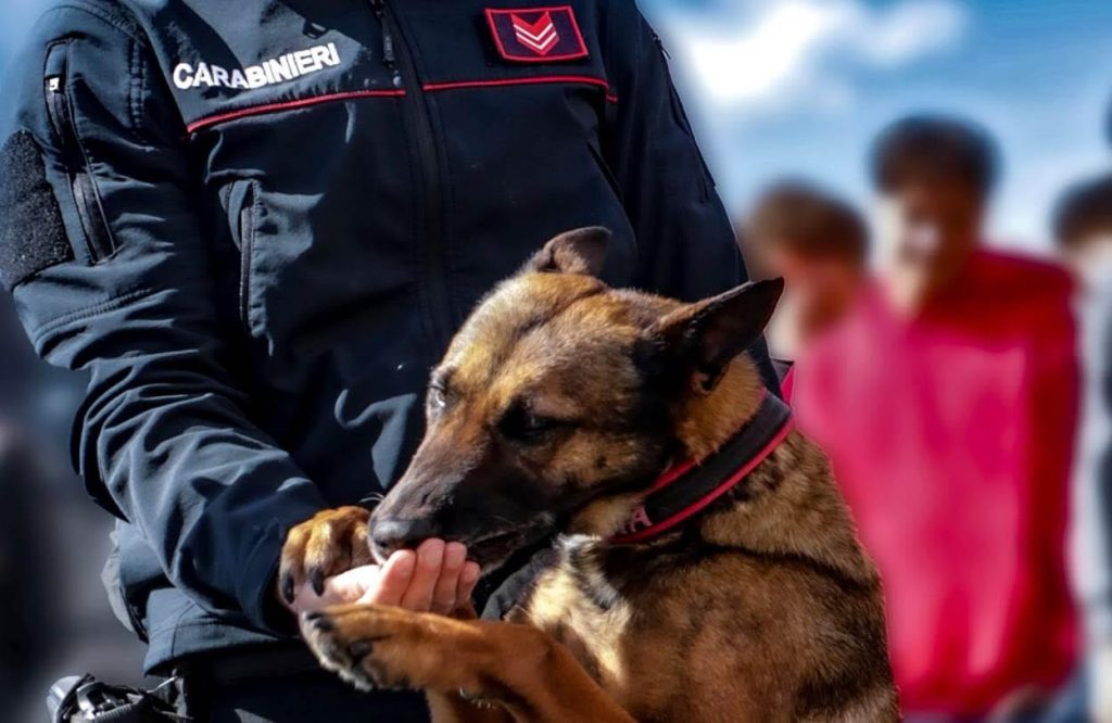 Maddaloni, il fiuto di Thelma incastra un pusher: hashish e contanti nel comodino