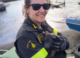 Napoli, cuccioli salvati dalle onde: Vigili del Fuoco e volontari evitano la tragedia