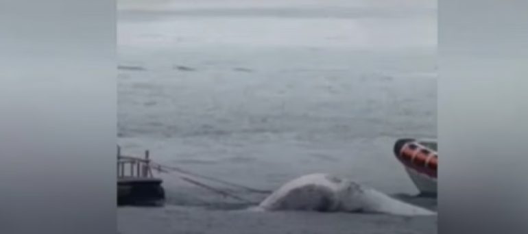 Napoli, trovata morta la balenottera avvistata al Molo Beverello