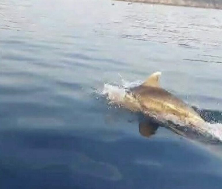 Delfino accompagna il pescatore all’alba: spettacolo nelle acque di Miseno