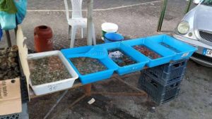 Epatite A a Napoli, casi aumentati di 41 volte rispetto all’ultimo triennio. Stop ai frutti di mare crudi