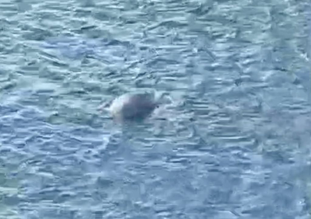 Foca monaca, nuovo avvistamento a Punta Campanella