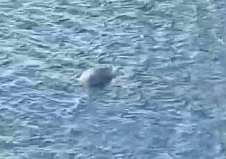 Foca monaca, nuovo avvistamento a Punta Campanella