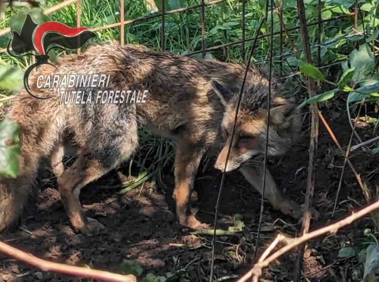 Riardo, volpe intrappolata in un laccio d’acciaio: salvata dai carabinieri forestali