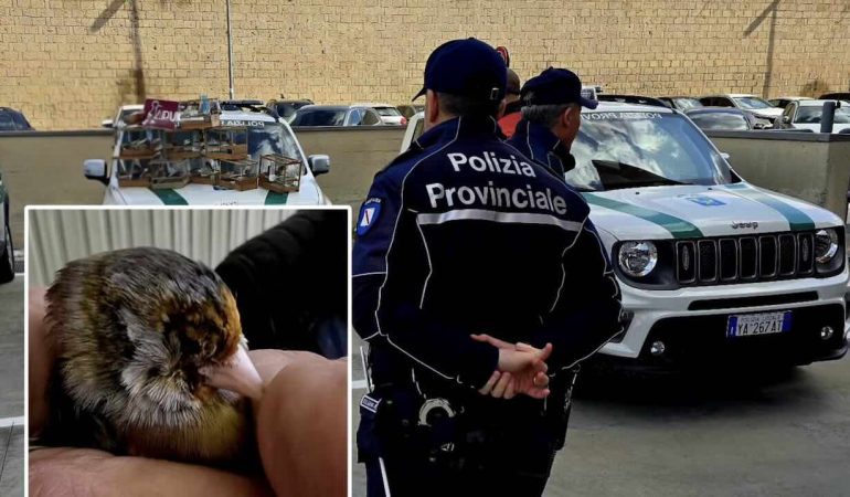 Uccelli accecati con ago infuocato per farli cantare di più: 19 cardellini salvati a Caserta