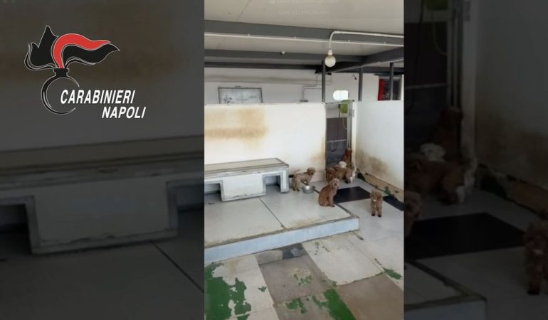 Villaricca, canile lager sul solaio di un palazzo: sequestrati 26 barboncini toy, denunciato l’allevatore